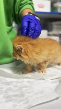 Veteriner kliniğindeki kedi. Kediyi klinik masasında yatarken yakından çek. Veterinerlik sınavı kedisi.