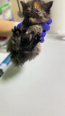 Veteriner kliniğindeki kedi. Kediyi klinik masasında yatarken yakından çek. Veterinerlik sınavı kedisi.