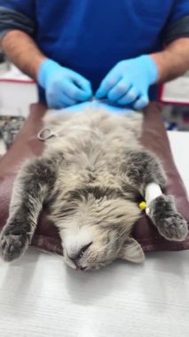 Veteriner bir kediyi ameliyat eder. Cerrahlar ameliyat masasında kedi üzerinde ameliyat yapıyorlar. Cat ameliyat altında.