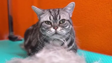 Kuafördeki kedi. Hayvan bakımı ve hijyen. Bir kedinin kürkünü buduyorum. Güzel kedi, yakın plan. 