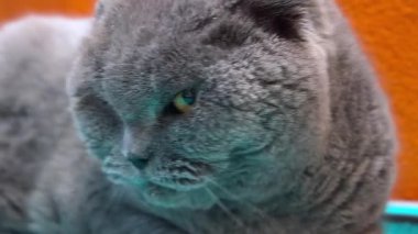 Kuafördeki kedi. Hayvan bakımı ve hijyen. Güzel kedi tımar prosedürlerinden sonra dinleniyor.