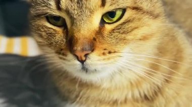 Dinleniyor sakin kedi. Hayvan barınağındaki kedi. Kedi evlatlık bekliyor.. 