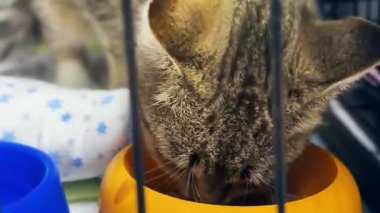 Evsiz kedi kaseden yemek yiyor. Hayvan barınağındaki kedi. Kedi evlatlık bekliyor.. 