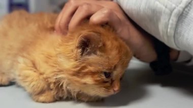 Veteriner bir kediye iğne yapar. Cat veteriner kliniğinde. Kedinin veteriner muayenesi..