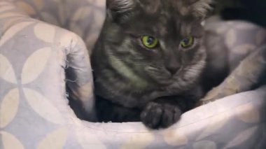 Hayvan barınağındaki kedi. Kafesteki evsiz kedi. Kedi evlatlık bekliyor.. 