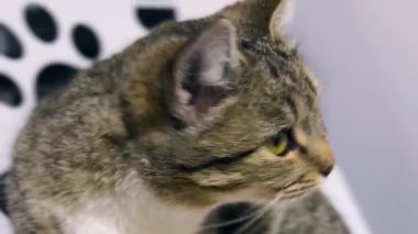 Hayvan barınağındaki kedi. Kafesteki evsiz kedi. Kedi evlatlık bekliyor.. 