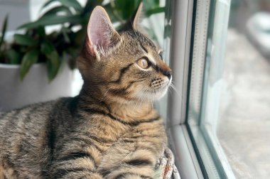 Tekir kedi pencerenin yanında oturur. Pencerenin yanındaki evcil kedi. Pencereden dışarı bakan kedi
