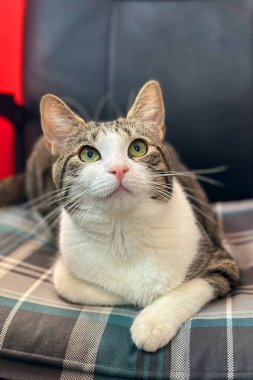 Evsiz ya da kayıp kedi veteriner kliniğinde ya da hayvan barınağında. Hayvan barınağındaki kedi. Evcil kedi..