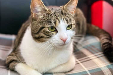 Evsiz ya da kayıp kedi veteriner kliniğinde ya da hayvan barınağında. Hayvan barınağındaki kedi. Evcil kedi..