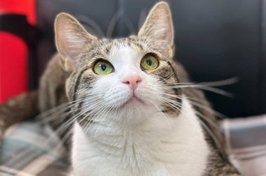 Evsiz ya da kayıp kedi veteriner kliniğinde ya da hayvan barınağında. Hayvan barınağındaki kedi. Evcil kedi..