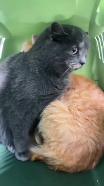 Sokak kedileri kafesinden dışarı bakıyor. Hayvan barınağındaki portatif kafesteki kediler. Hayvan barınağı kavramı