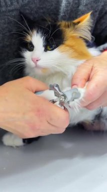 Kedi pençesi buduyor. Kuafördeki kedi. Güzel bir kediye yakın çekim. Hayvan bakımı ve hijyen.