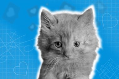 Mavi kağıt arka planda komik kedi kafaları efekti. Moda modası geçmiş evcil hayvan pop estetiği. 