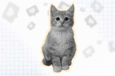 Mavi kağıt arka planda komik kedi kafaları efekti. Moda modası geçmiş evcil hayvan pop estetiği. 