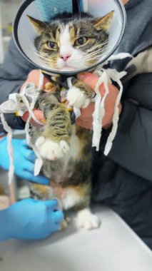 Veteriner kliniğindeki kedi. Klinik masasındaki kediyi yakından çek. Veterinerlik sınavı kedisi.