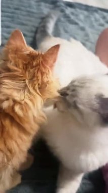 İçeride birbirini tımar eden iki kedi. Kedi arkadaşlar birbirlerini yalıyor ve temizliyorlar. Dikey video