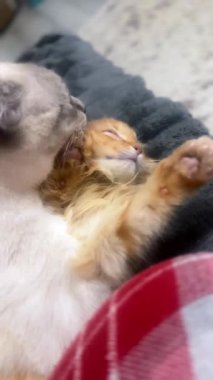 İçeride birbirini tımar eden iki kedi. Kedi arkadaşlar birbirlerini yalıyor ve temizliyorlar. Dikey video