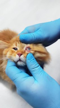 Veteriner kliniğindeki kedi. Klinik masasındaki kediyi yakından çek. Veterinerlik sınavı kedisi.