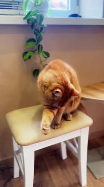 Cat evde oturuyor. Şirin, komik ev hayvanları. Evcil kedi.