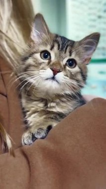 Bir kadının kollarında sevimli bir kedi yavrusu. Veteriner kliniğindeki kedi. Hayvan barınağında tekir kedi.