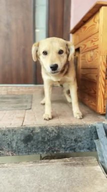 Hayvan barınağındaki evsiz köpekler. Terk edilmiş köpekler üzgün gözlerle bakarlar. Dikey video