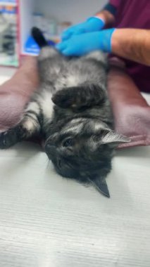 Veteriner bir kediyi ameliyat eder. Cerrahlar ameliyat masasında kedi üzerinde ameliyat yapıyorlar. Cat ameliyat altında.