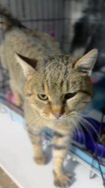 Hayvan barınağındaki evsiz kedi. Kafesteki kedi. Veterinerlikteki Kedi