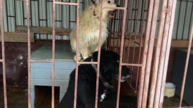 Hayvan barınağındaki köpekler. Köpek ne yazık ki bir barınak kafesinde bekliyor. Soğuk bir kış gününde savunmasızlığı ve umudu temsil ediyor..