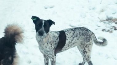 Hayvan barınağındaki köpek. Evsiz köpek evlat edinilmeyi bekliyor.