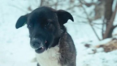 Hayvan barınağındaki köpek. Evsiz köpek evlat edinilmeyi bekliyor.