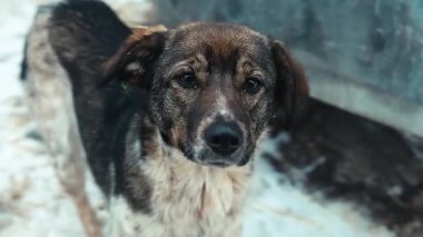 Hayvan barınağındaki köpek. Evsiz köpek evlat edinilmeyi bekliyor.