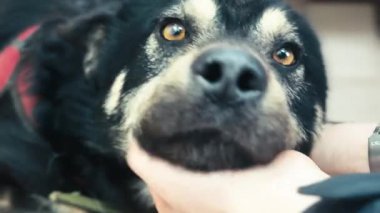 Şirin köpek. Yaklaş. Hayvan merkezinde evsiz bir köpek. Köpek evlat edinilmeyi bekliyor