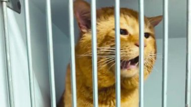 Hayvan barınağındaki kırmızı kedi. Kafesteki evsiz kedi. Kedi evlatlık bekliyor.