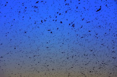 Uçan kuşların siyah siluetleri. Kargalar mavi gökyüzüne doğru uçar. Gökyüzünde bir sürü karga silueti.