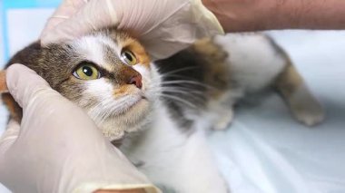 Veteriner kliniğindeki kedi kapatıyor. Veteriner klinikte bir kedinin gözlerini muayene eder. Sokakta bulunan kedi veterinere getirilmiş..