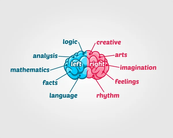 Cerebro humano izquierdo y derecho — Vector de stock