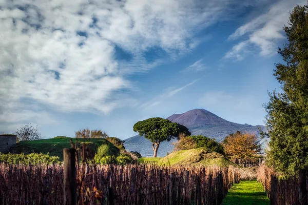 İtalya, Pompeii yakınlarındaki Vezüv Dağı 'nın eteğinde bir üzüm bağına bakan bir kış manzarası.