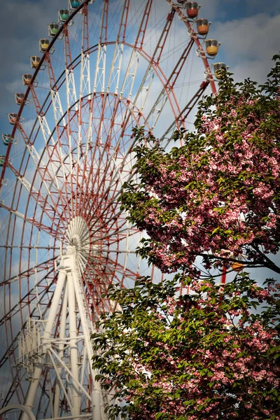Primavera Flor Cerezo Plena Floración Frente Una Noria Tokio Japón —  Fotos de Stock
