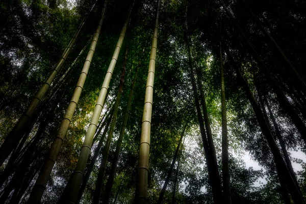 Die Sonne Bricht Die Innere Dunkelheit Eines Palmenwaldes Der Nähe — Stockfoto