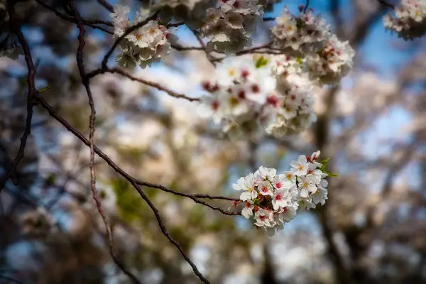 Springtime Cherry Blossoms Full Bloom Yokosuka Japan — Stock Photo, Image