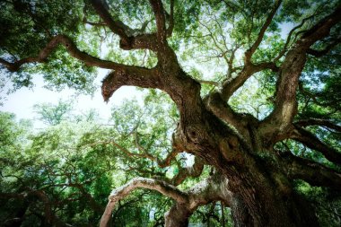 Melek Meşesi Ağacı 'nın 400-500 yaşlarında olduğu tahmin ediliyor. Boyu 66 fit ve çevresi 100 metre civarında. Güney Carolina, Charleston yakınlarındaki Johns Adası 'nda duruyor..