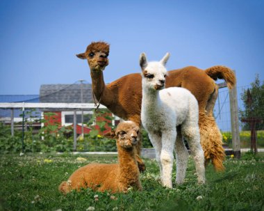 Üç Alpaka, bir anne ve iki bebek, Manitowoc, Wisconsin yakınlarındaki bir çiftlikte..