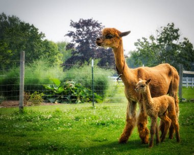 Wisconsin, Manitowoc yakınlarındaki bir çiftlikte, anne kahverengi alpaka ve Cria adında bir bebeği var..