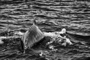 Atlas Okyanusu 'nda bir kambur balina görüldü. Virginia sahilinin yaklaşık beş mil doğusunda..