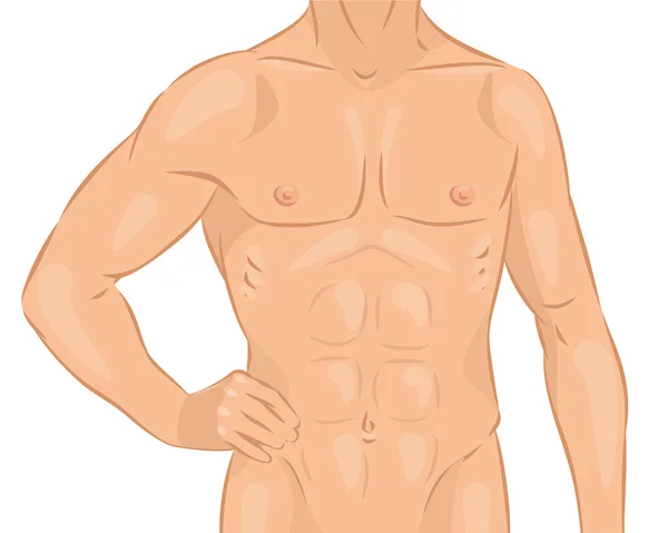 Cuerpo masculino desnudo — Vector de stock