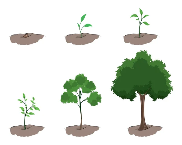 Stade de croissance de l'arbre — Image vectorielle