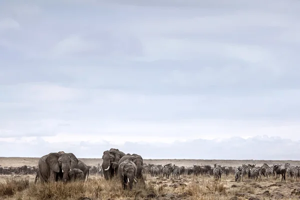 Veld üzerinde otlatma filler — Stok fotoğraf