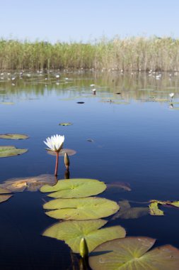 Lilly Okavango Deltası üzerinde