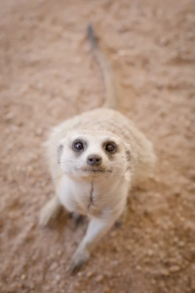 Meerkat in de Kalahari — Stockfoto