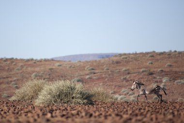 Zebra Damaraland içinde